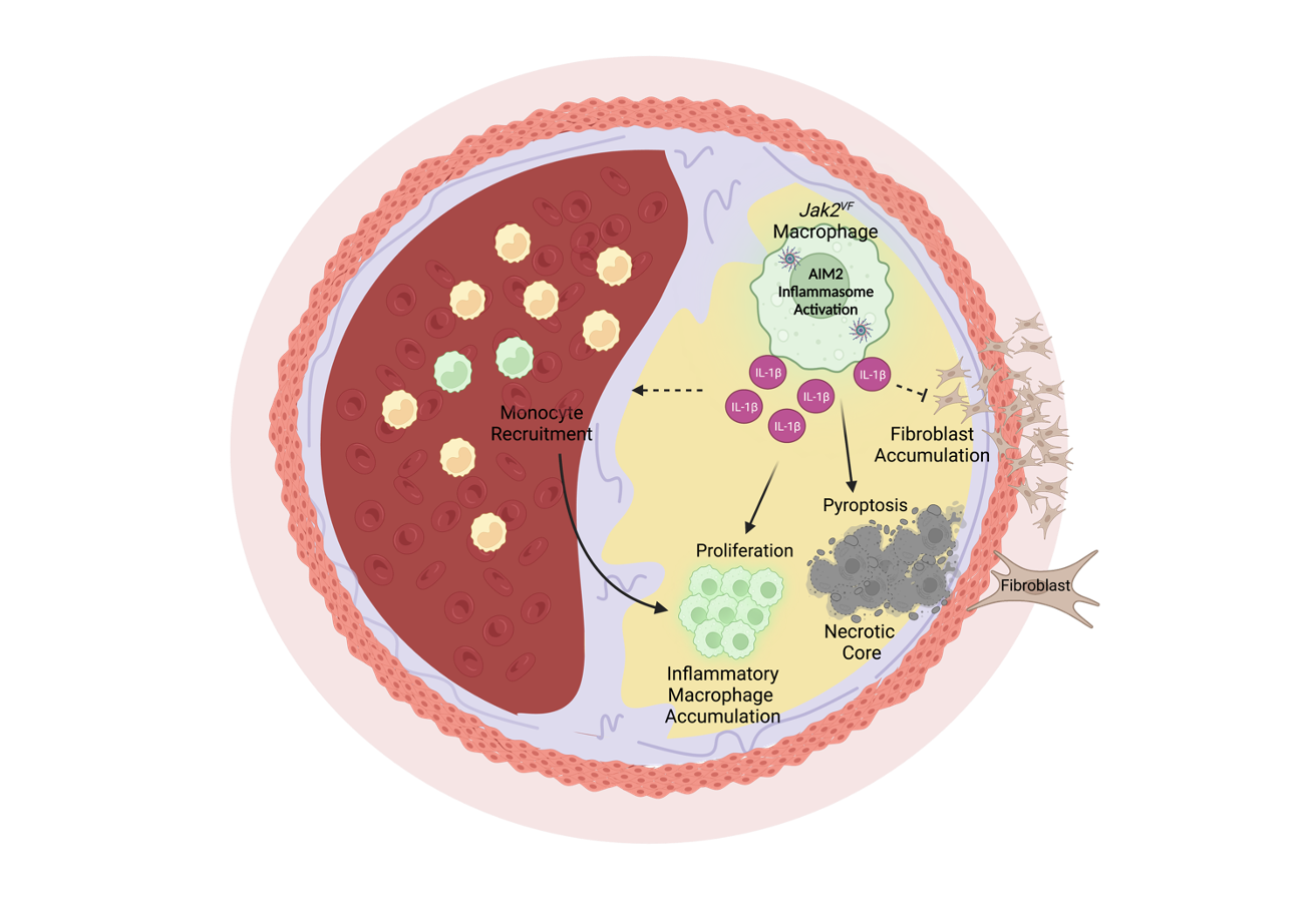 Diagram of a plaque cross-section showing Jak2-mutant macrophages activating the AIM2 inflammasome, releasing IL-1β to drive monocyte recruitment, inflammatory macrophage accumulation, fibroblast pyroptosis, and necrotic core formation