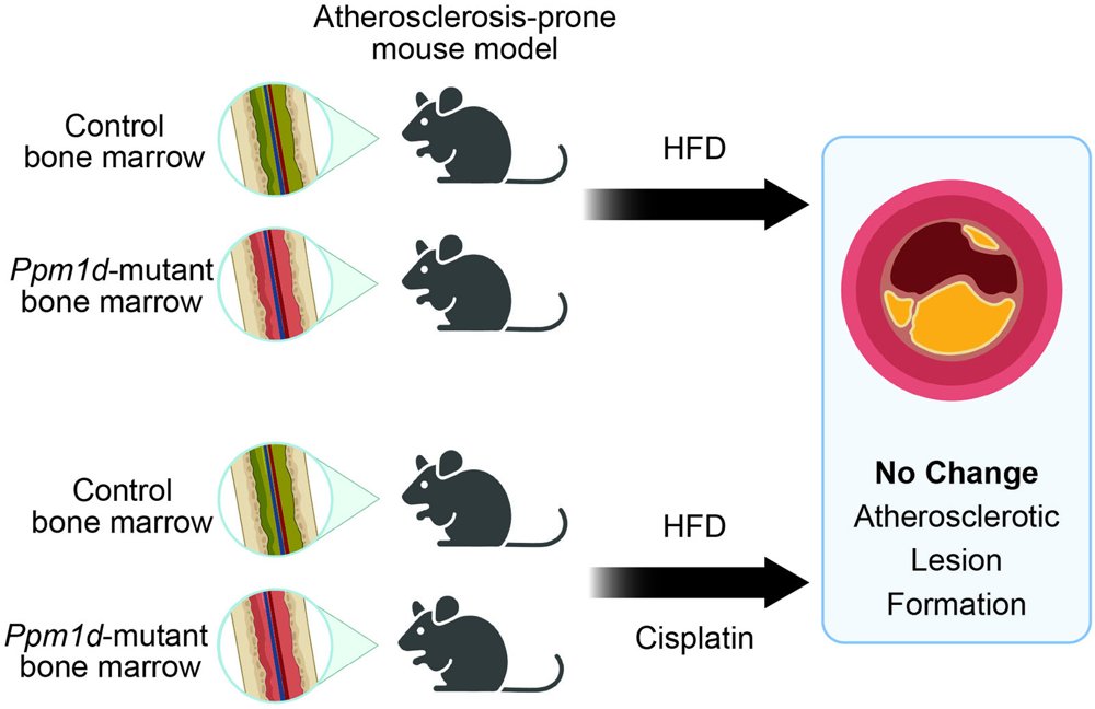 Graphical abstract: atherosclerosis-prone mice receiving control or Ppm1d-mutant bone marrow, fed a high-fat diet with or without cisplatin, show no change in atherosclerotic lesion formation